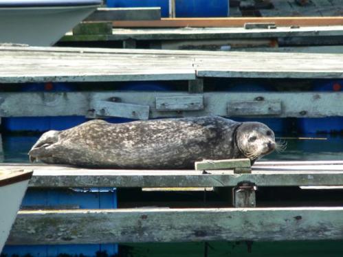 Harbour seal sunning on the dock, waiting to see what D&D Fishing Charters customers caught.